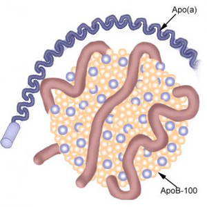 Lipoproteina a Lipoproteina a